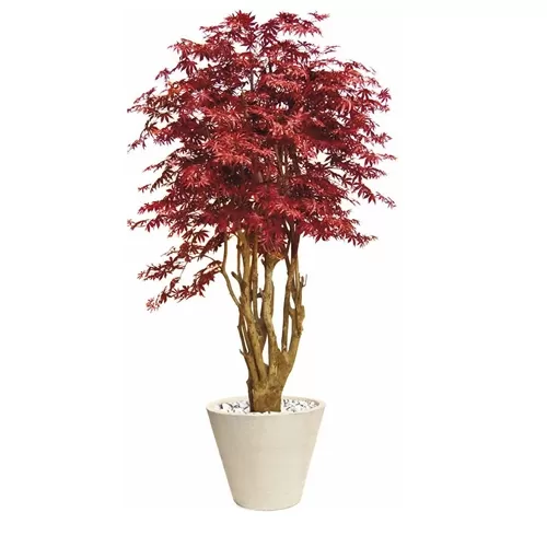 Acero Rosso Multitronco H250
