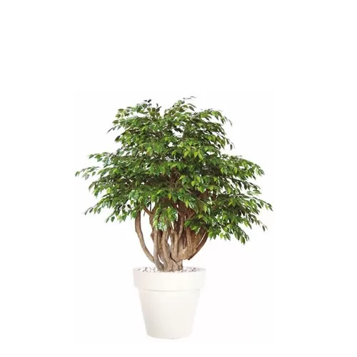 Ficus Golden H180