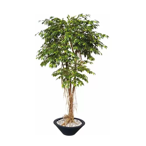 Ficus Golden H220