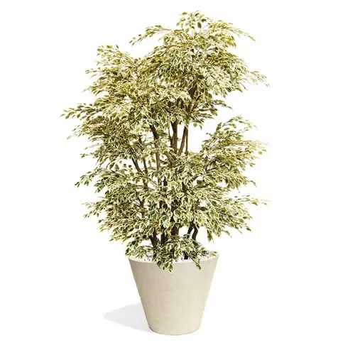 Ficus Boschetto H250