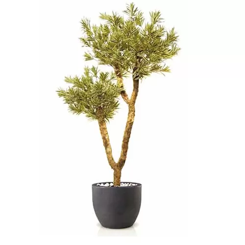 Dracaena Reflexa Drago H280