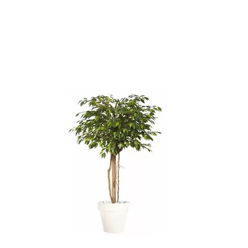 Ficus Golden H160