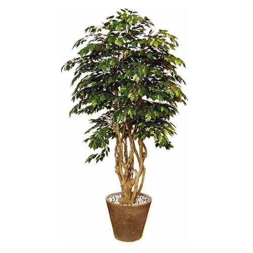 Artificial Exotica Ficus H 250 cm