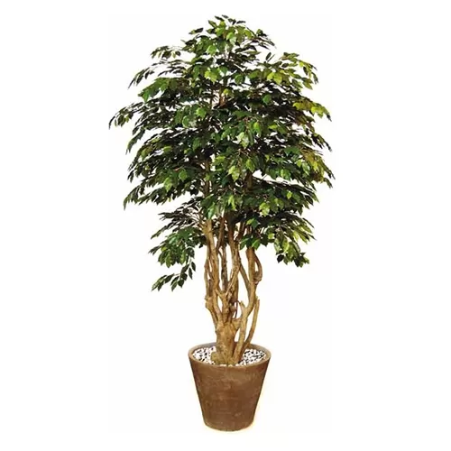 Ficus Exotica H250