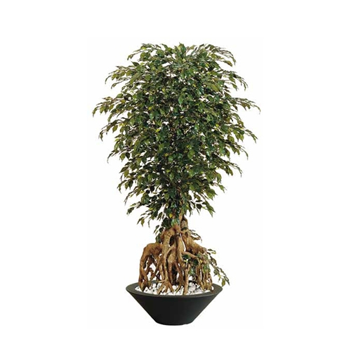 Artificial Exotica Ficus H 220 cm