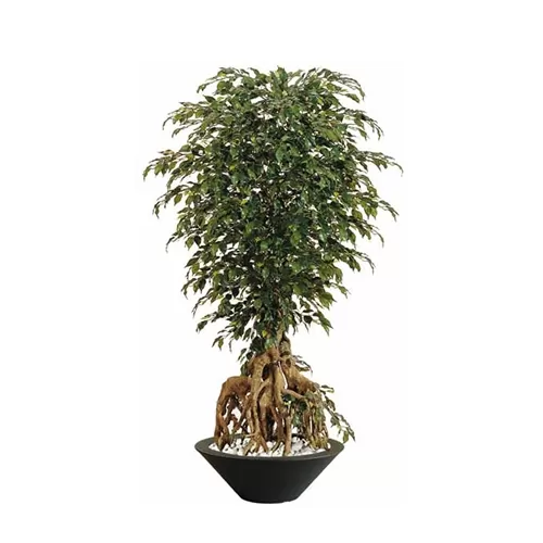 Ficus Exotica H220