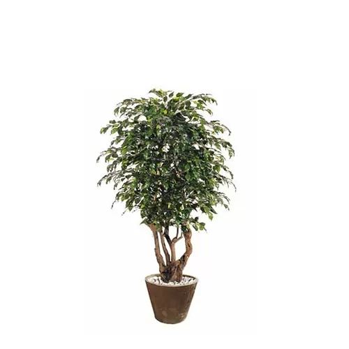 Ficus Exotica H180