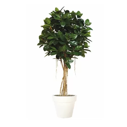 Ficus Elastica H240