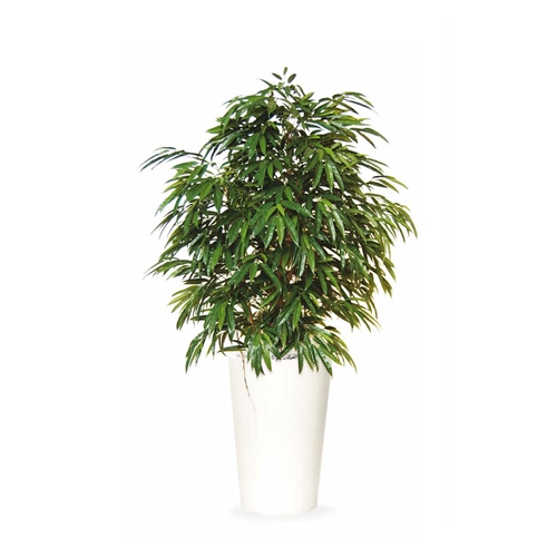 Artificial Longifolia H 180 cm