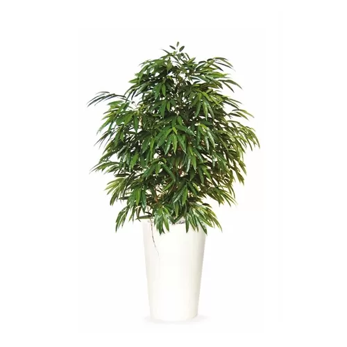 Longifolia Boschetto H180