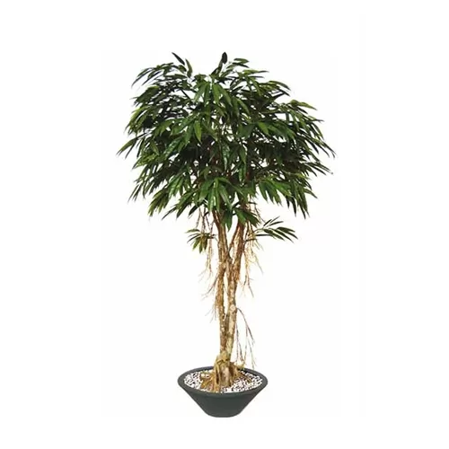 Longifolia Boschetto H220