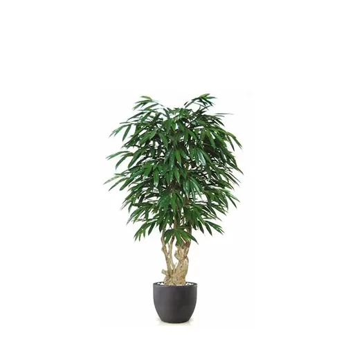 Longifolia Boschetto H180