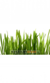 Grass fragrance