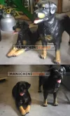 Cane Rotweiler per allestimento vetrina - REALISTICO
