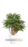 Ficus Golden H180
