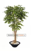 Ficus Golden H220