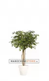 Ficus Golden H160