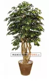 Ficus Exotica H250