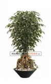Ficus Exotica H220