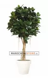 Ficus Elastica H240