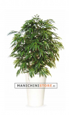 Artificial Longifolia H 180 cm