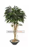 Longifolia Boschetto H220