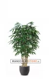 Longifolia Boschetto H180