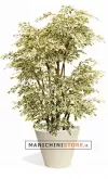 Ficus Boschetto H250