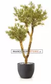 Dracaena Reflexa Drago H280
